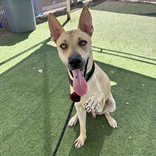 Photo of Nyle, adoptable Pharaoh Hound in Phoenix, Arizona