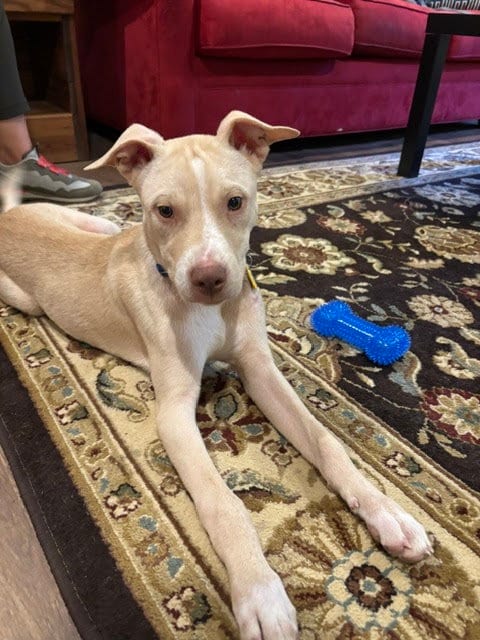 Photo of Tanner, adoptable Pit Bull Terrier in Richmond, Virginia