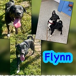 Photo of Flynn, adoptable Labrador Retriever Mixed Breed (Medium) in Blountville, Tennessee