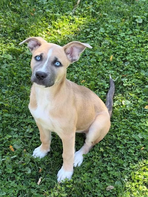 Photo of Addie, adoptable Husky in Germantown, Ohio