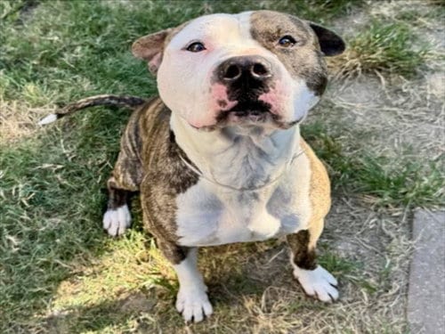 Photo of Stone, adoptable Staffordshire Bull Terrier in Houston, Texas
