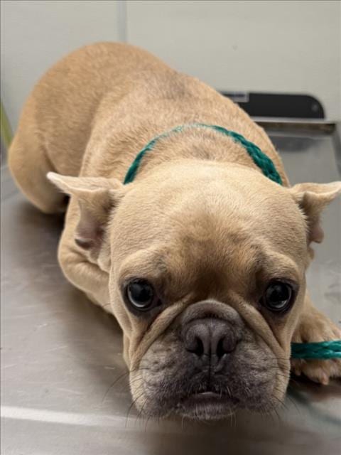 Photo of Kashy, adoptable French Bulldog in Tracy, California