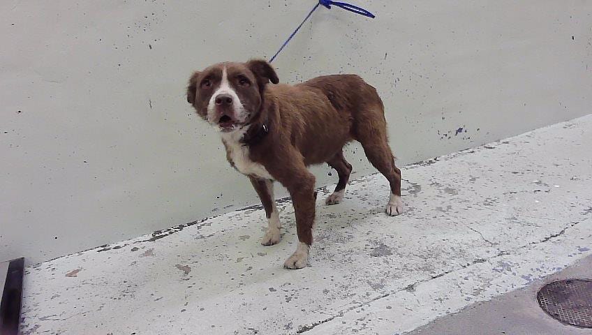 Photo of Tank, adoptable Staffordshire Bull Terrier mix in Houston, Texas