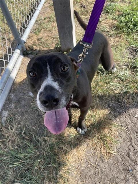 Photo of Brownie Batter Blizard Girl, adoptable Labrador Retriever in Corpus Christi, Texas