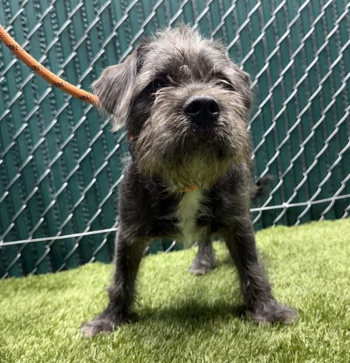 Photo of Shane, adoptable Shih Tzu in Downey, California