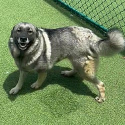 Photo of Astrid 2549, adoptable Norwegian Elkhound in Loxahatchee, Florida