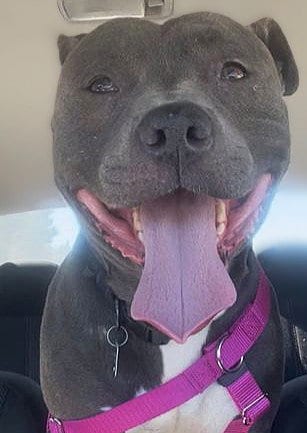 Photo of Poppa, adoptable Pit Bull Terrier in Sacramento, California