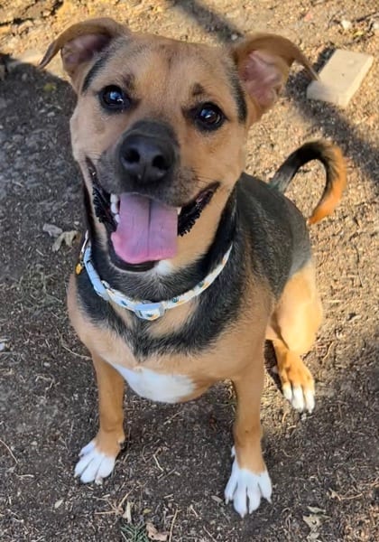 Photo of Brownie, adoptable Shepherd/Mix in The Colony, Texas