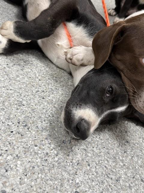 Photo of A188754, adoptable Labrador Retriever in Pasadena, Texas