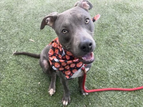 Photo of Teddy, adoptable Pit Bull Terrier in Los Angeles, California