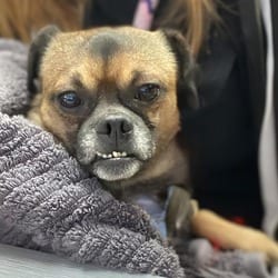 Photo of Tommen, adoptable Pug Chihuahua in Aurora, Colorado