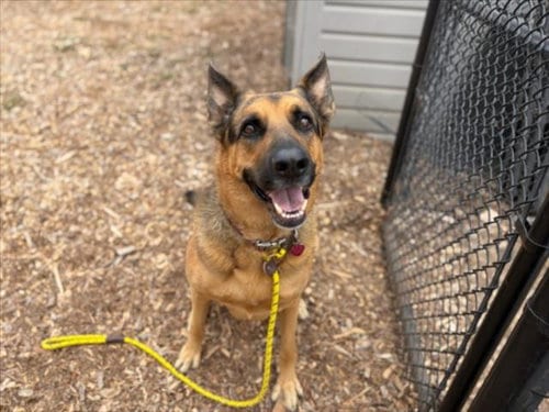Photo of Rusty, adoptable German Shepherd Dog in Santa Cruz, California