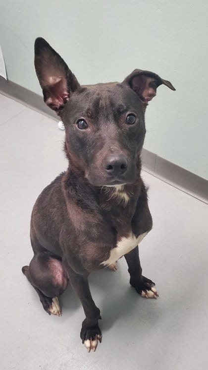 Photo of Dobby (6973), adoptable Pit Bull Terrier in Lake City, Michigan