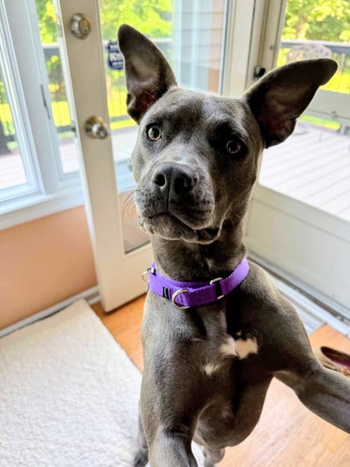 Photo of Lambo Athens, adoptable Pit Bull Terrier in Rockaway, New Jersey