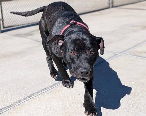 Photo of Frankenweenie, adoptable Staffordshire Bull Terrier in Denver, Colorado