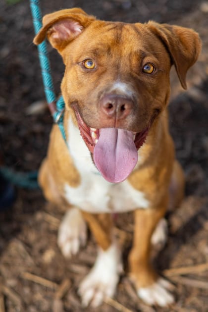 Photo of Shy, adoptable dog in Chamblee, Georgia