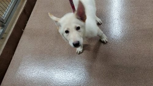Photo of Forest, adoptable German Shepherd Dog in Aurora, Illinois