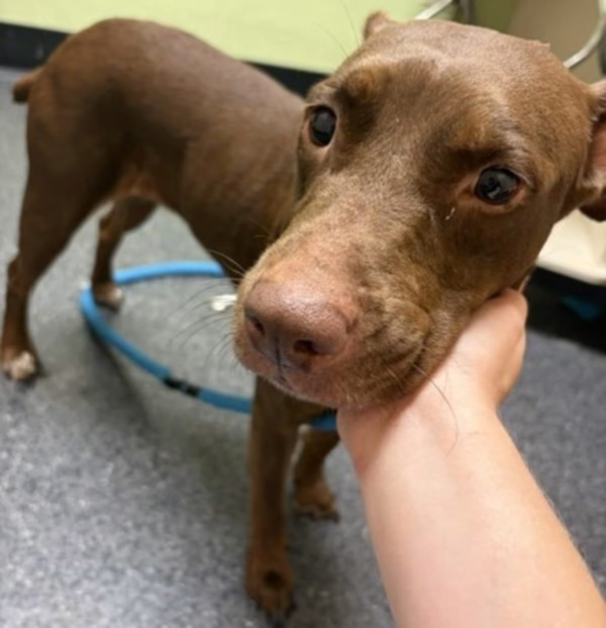 Photo of Samantha, adoptable Catahoula Leopard Dog American Staffordshire Terrier in Roseville, California