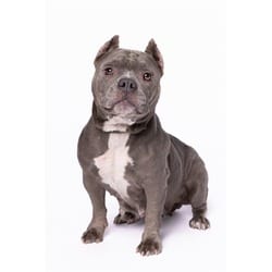 Photo of Penelope, adoptable American Bulldog in Doral, Florida