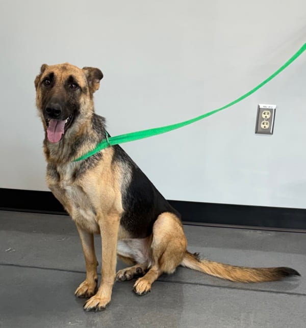 Photo of Carly, adoptable German Shepherd cross in Lawrenceville, Georgia