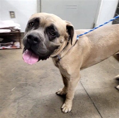 Photo of Ace, adoptable Cane Corso Mastiff in Van Nuys, California