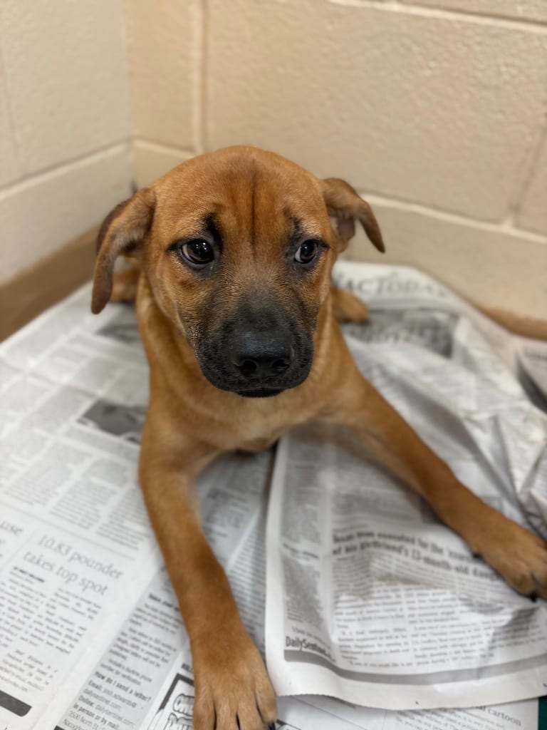 Photo of Foccaccia, adoptable Affenpinscher in Nacogdoches, Texas