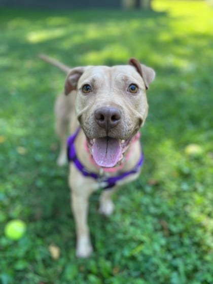 Photo of Banana Nut Baby, adoptable dog in Atlanta, Georgia