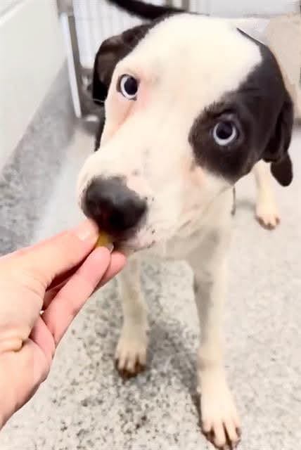 Photo of Layla, adoptable Catahoula Leopard Dog in Houston, Texas