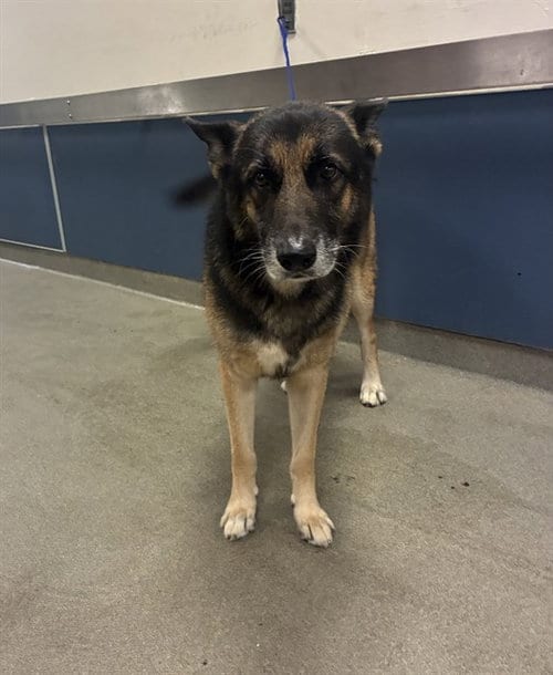 Photo of Herbey, adoptable German Shepherd Dog in Miami, Florida
