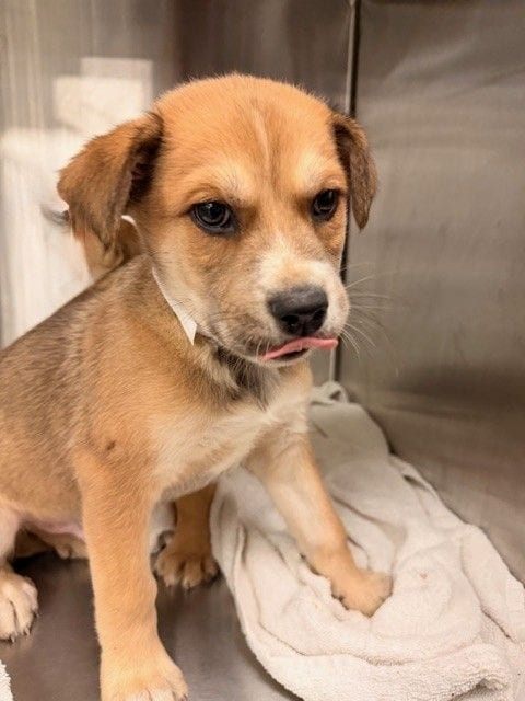 Photo of Avenue, adoptable Unknown breed in Rancho Santa Fe, California