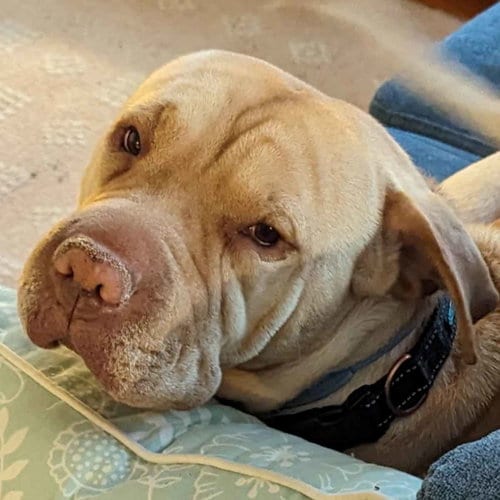Photo of Mira, adoptable Shar Pei in Columbia, Maryland