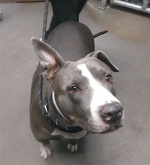 Photo of Baby, adoptable American Pit Bull Terrier in Phoenix, Arizona