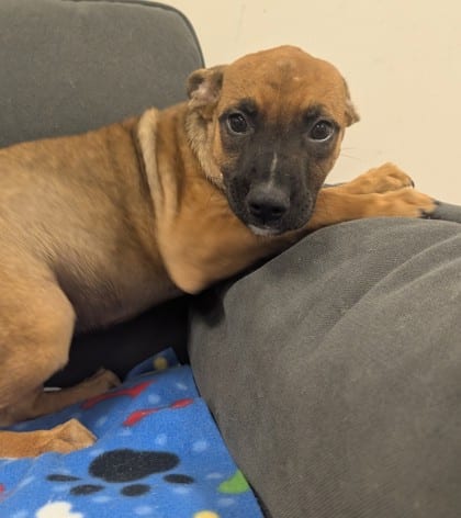 Photo of Bellatrix, adoptable Shepherd/Mix in Raeford, North Carolina