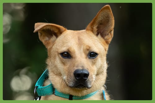 Photo of Monty, adoptable Shepherd in Amherst, Massachusetts
