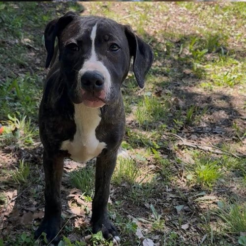 Photo of SBG Blossom, adoptable Labrador Retriever in Chantilly, Virginia