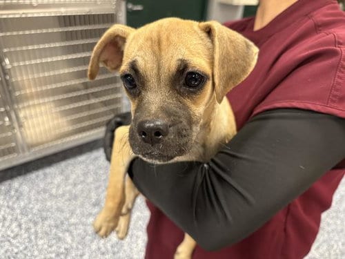 Photo of Molly, adoptable Chihuahua in Thousand Palms, California