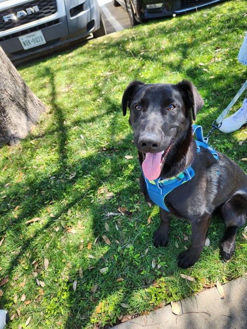 Photo of Mr. Goodbar, adoptable German Shepherd Dog in Gun Barrel City, Texas