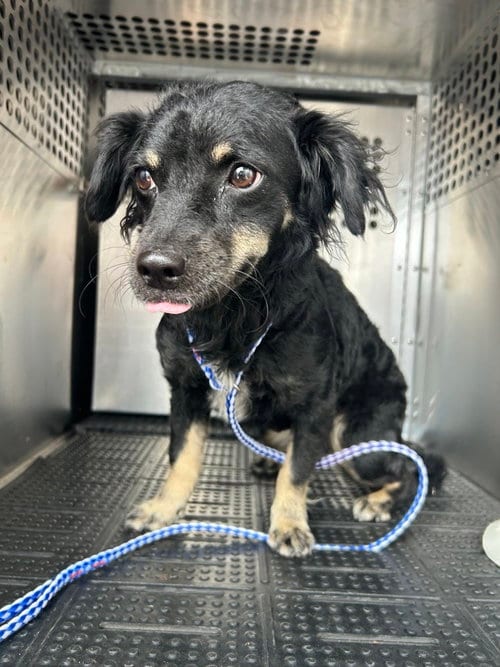 Photo of Gigi Grace, adoptable Dachshund in Humble, Texas