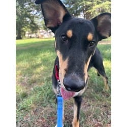 Photo of Baxter, adoptable Mixed Breed (Medium) in Washington, District of Columbia