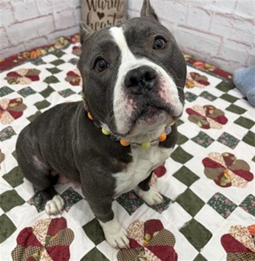 Photo of Mcmuffin, adoptable American Bulldog in Detroit, Michigan