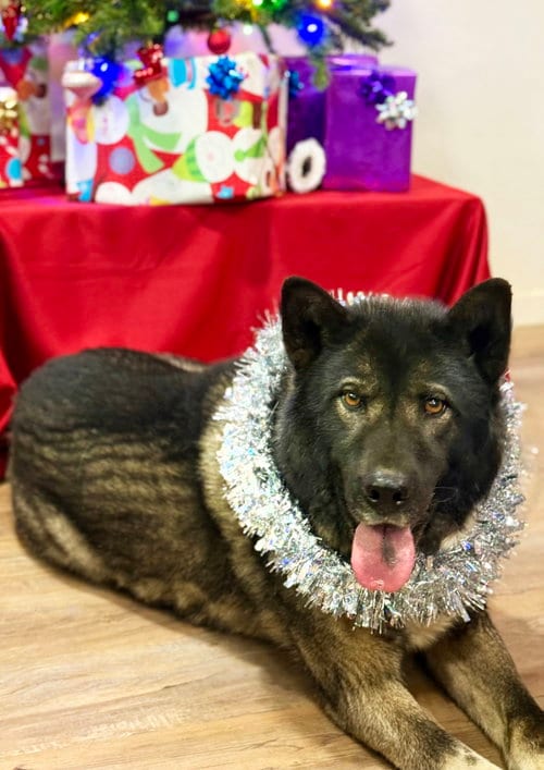 Photo of Donna Jo, adoptable Akita in Romoland, California