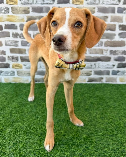 Photo of Max, adoptable Chihuahua in Corona, California