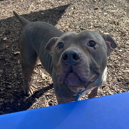 Photo of Boudreaux, adoptable dog in Chamblee, Georgia