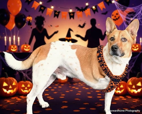 Photo of Rocky, adoptable Australian Cattle Dog/Blue Heeler in Ocala, Florida