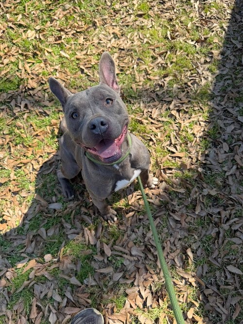 Photo of Fireplug, adoptable Terrier in Jackson, Mississippi