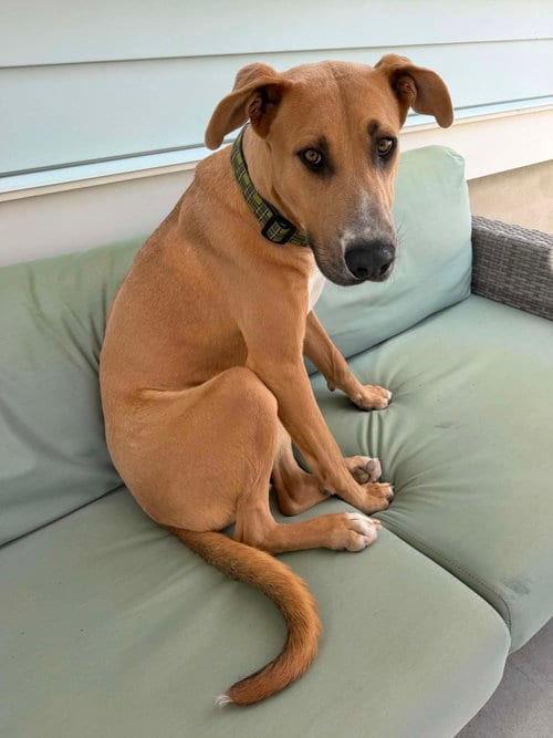Photo of Hoffman, adoptable Great Dane in Sandy, Utah