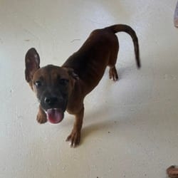 Photo of Sailor 1487, adoptable Mixed Breed (Medium) in Loxahatchee, Florida