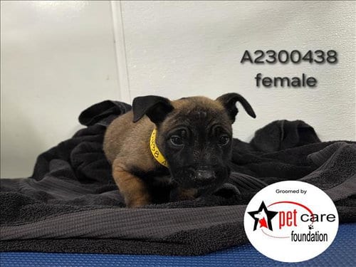 Photo of Coraline, adoptable Belgian Shepherd Malinois in Los Angeles, California