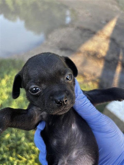 Photo of A661695, adoptable Chihuahua in Houston, Texas