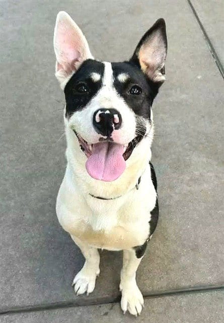 Photo of Marjorie, adoptable Pit Bull Terrier in Sacramento, California